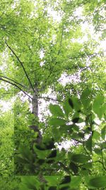 Low angle view of flowering tree