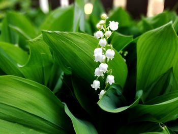 Close-up of white flowering plant