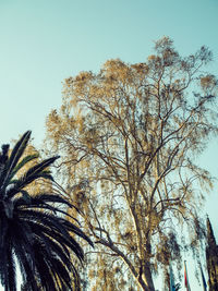 Low angle view of trees against clear sky