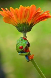 Close-up of orange flower