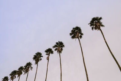 Low angle view of coconut palm trees against sky