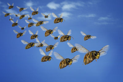 Low angle view of bee flying