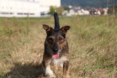 Close-up portrait of dog on grassy field