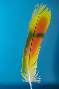 Close-up of feather against blue background