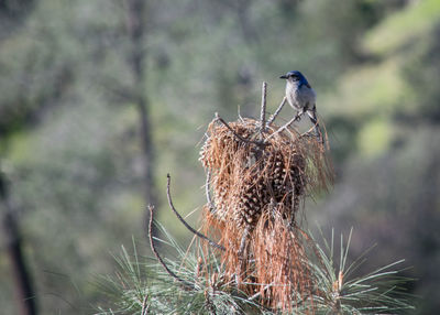 Close-up of bird perching on tree