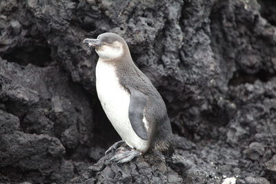 Portrait of galápagos penguin spheniscus mendiculus standing on lava rocks galapagos islands. 