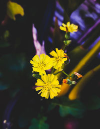 Close-up of yellow flowering plant