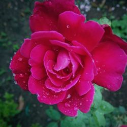 Close-up of wet pink rose