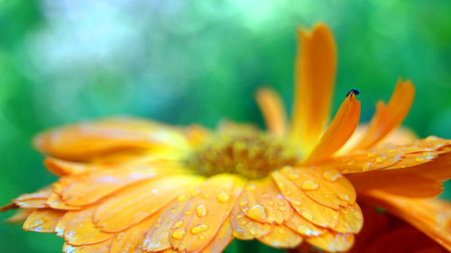 Close-up of orange day lily blooming outdoors