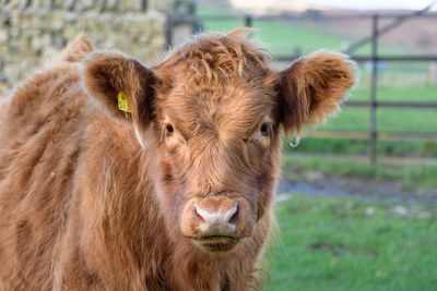 Portrait of cow on field