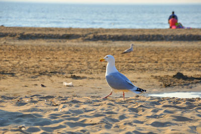 Seagull perching on a beach