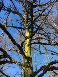 Low angle view of tree against sky