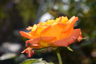 Close-up of orange rose flower