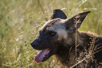 Close-up of a dog on field