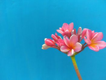 Close-up of pink flower against blue sky