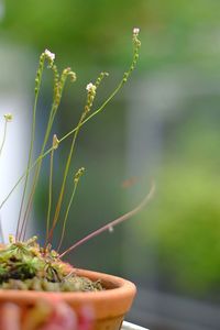 Close-up of cactus growing on potted plant