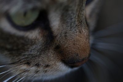 Close-up of cat