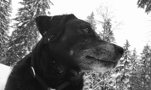 Close-up of a dog looking away