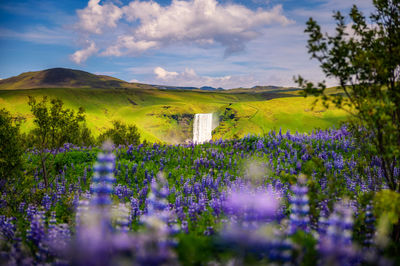 Scenic view of field against sky