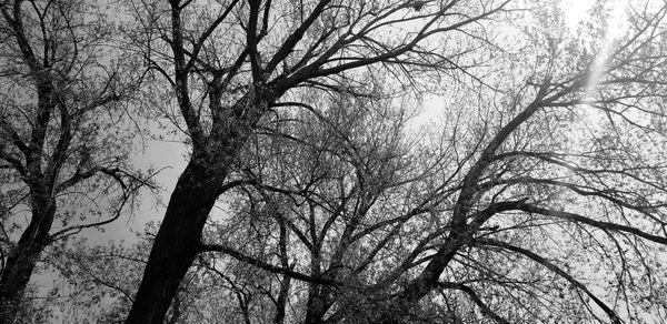 Low angle view of bare tree against sky