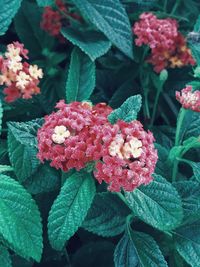 Close-up of red flowering plant