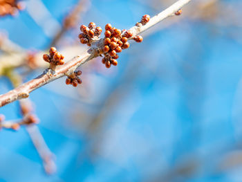 Close up closed wild cherry buds, spring tree and branches against blue sky