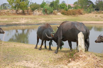 Horses on a field