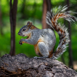 Close-up of squirrel on tree trunk