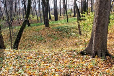 Trees in forest during autumn