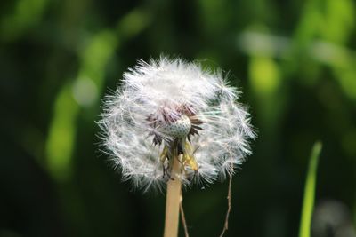 Close-up of dandelion flower