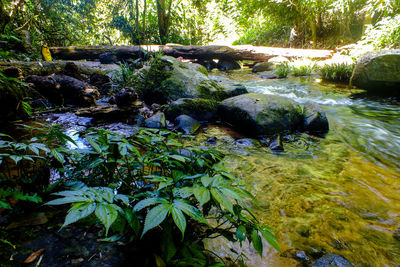 Plants growing by river in forest