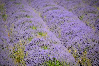 Full frame shot of purple flowering plants on field