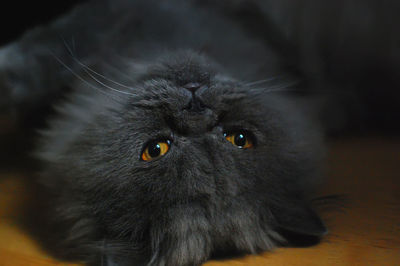 Close-up portrait of a persian cat