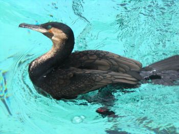 High angle view of duck swimming in lake