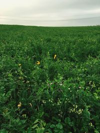 Flowers growing in field