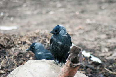 Close-up of bird perching outdoors