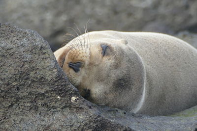 Close-up of sleeping seal