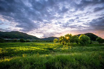 Scenic view of field against sky