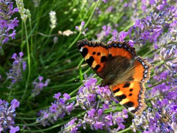 Close-up of butterfly pollinating on purple flower