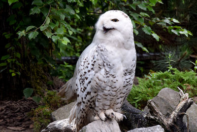 White bird perching on rock