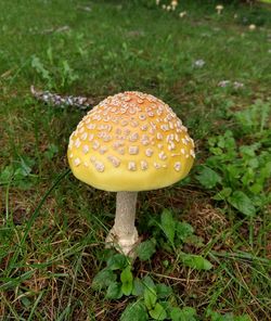 High angle view of mushroom on field