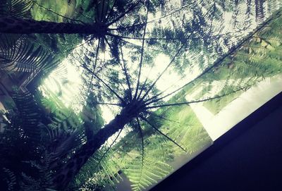 Low angle view of trees