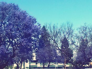 Low angle view of bare trees against blue sky