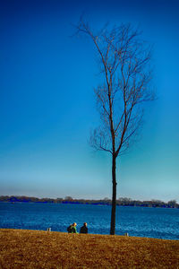 Bare tree on landscape against blue sky