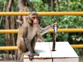 Portrait of monkey sitting on railing