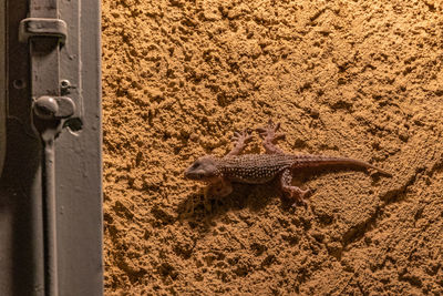 High angle view of lizard on sand