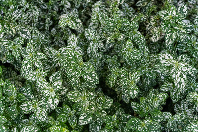 Full frame shot of fresh green plants