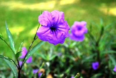 Close-up of purple flowers blooming outdoors