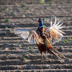 Bird flying