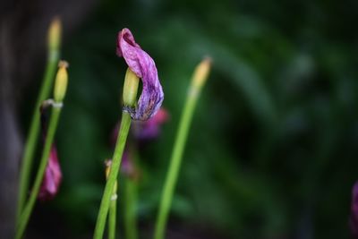 Close-up of purple flower